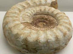 -青岛贝壳博物馆