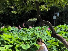 -莲湖公园