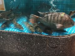 水产区-狮伙海鲜捞(千灯湖店)