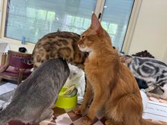-猫小院猫主题餐厅(南锣旗舰店)