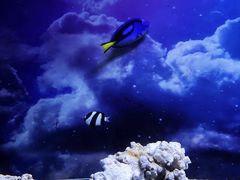 -芜湖新华联大白鲸海洋公园