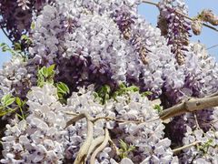 -济南国际园博园