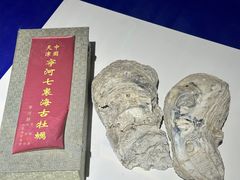 -贝壳王国博物馆