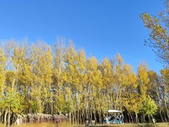 -野鸭湖国家湿地公园