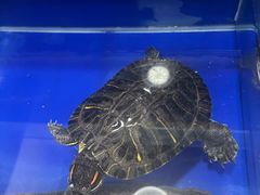 -活鱼馆(宜兴埠店)