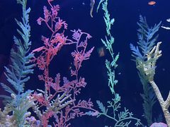 -上海海洋水族馆