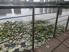-南翔镇银翔湖公园