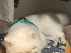 -四月宠物医院·猫专科·心脏专科·内科(转塘店)