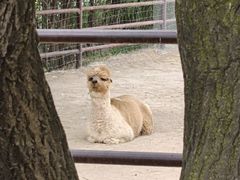 -青藏高原野生动物园