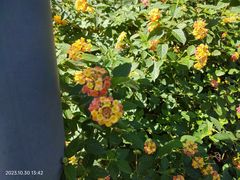 -花溪公园