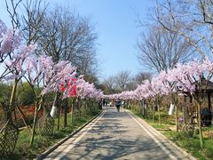 -武汉紫薇都市田园