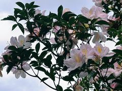 -梧桐山风景名胜区