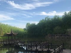 -合肥滨湖国家森林公园