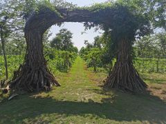 -上海海湾国家森林公园