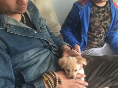 -爱侣宠医·鹦鹉专科·小型哺乳类·异宠专科(灵石路店)