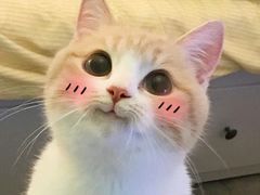 -犀牛家猪排