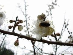 -香雪海