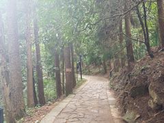 -天目山大树王景区