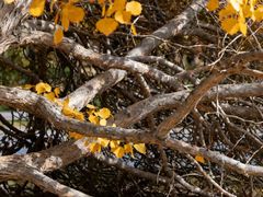 -王顺山国家森林公园