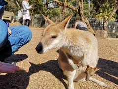 -费瑟代尔野生动物园