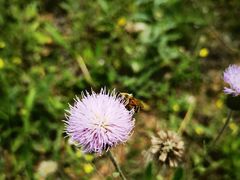 -中国香山·寿香谷