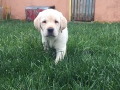 -趣玩宠物乐园寄养训犬训狗游泳池