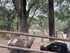-青藏高原野生动物园