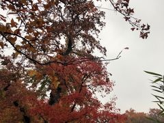 -85度C(生甜甜圈研究工坊·上海松江人民北路店)