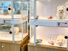 -翊宠yipet猫狗购宠庄园犬舍•猫舍