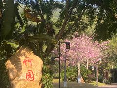 -大屏嶂森林公园