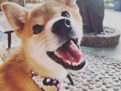 -柴犬高等学院·狗咖·柴犬售卖·宠物训练