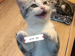 -momokira米努特·德文卷毛猫·棉花面纱犬