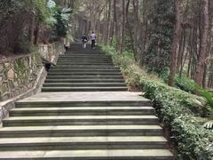 -铁山坪森林公园