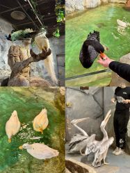 -Zoolung Zoolung动物主题公园(海信广场店)