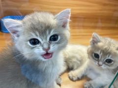 -猫十亿·布偶金渐层·曼基康矮脚猫舍(青年路店)