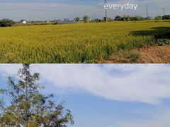 -莲花岛景区