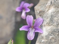 -水峪民俗村