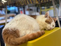 -平行世界·猫咖(首经贸店)