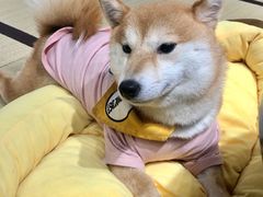 -逗柴咖啡屋·狗咖猫咖宠物桌游