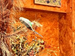 -野草莓自由市场