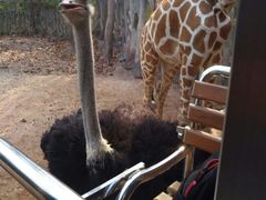 -清迈夜间动物园