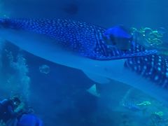 -烟台海昌鲸鲨海洋公园