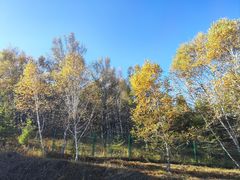 -塞罕坝国家级自然保护区