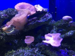 -御唐府海珊瑚主题餐厅