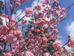 -天适樱花悠乐园