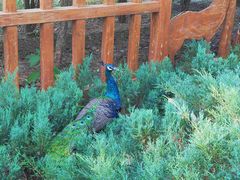 -北京麋鹿生态实验中心