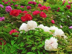 -莲花池公园