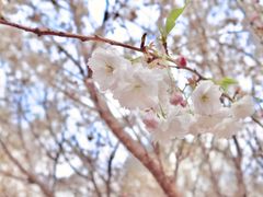 -天适樱花悠乐园