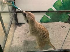 -藦茜花园宠物主题亲子互动体验馆(国顺东路店)