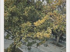 -南锣鼓巷